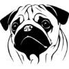 Sticker Chien - BOXER -